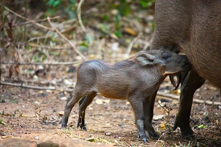 common warthog Piglet